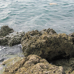 Meet your Posher, Sofia